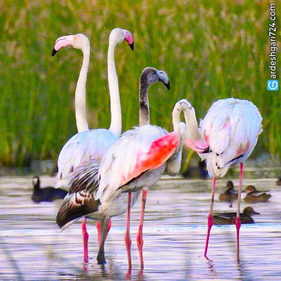 تالاب حسنلو