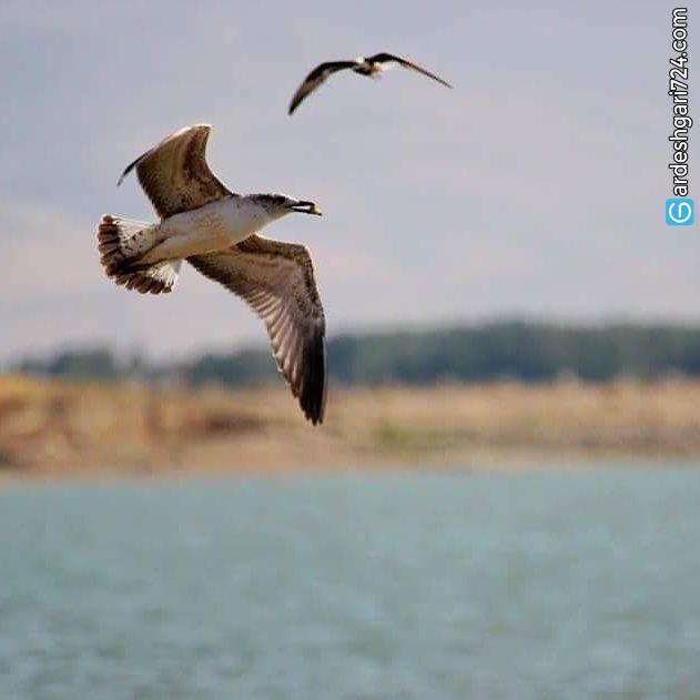 تالاب حسنلو