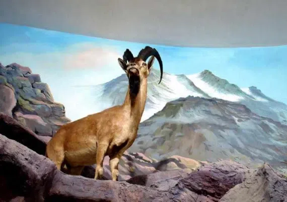 موزه تاریخ طبیعی قم