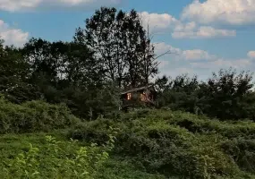 کلبه درختی در جنگل هیرکانی