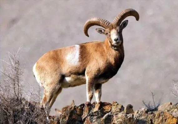 منطقه حفاظت شده مراکان