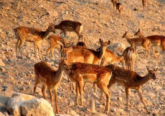 منطقه حفاظت شده مراکان