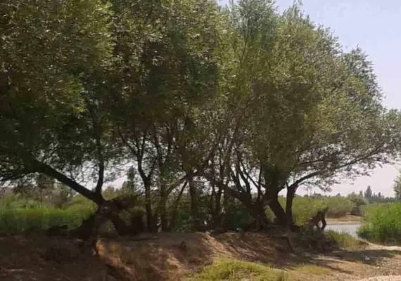 جواهرده میاندوآب