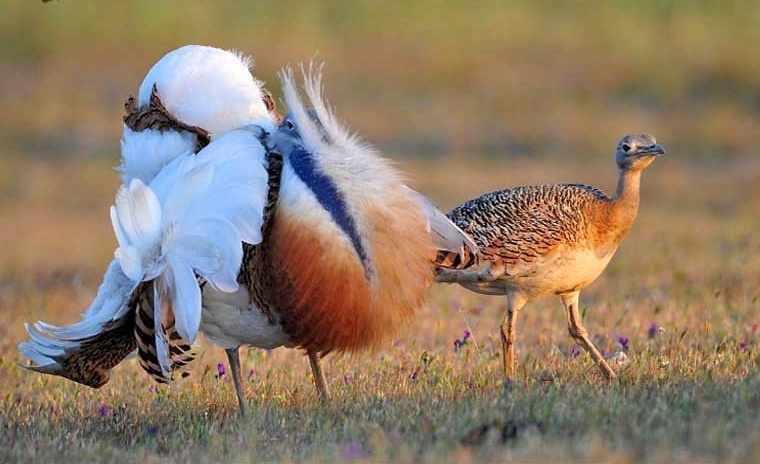 پناهگاه حیات وحش سوتاو