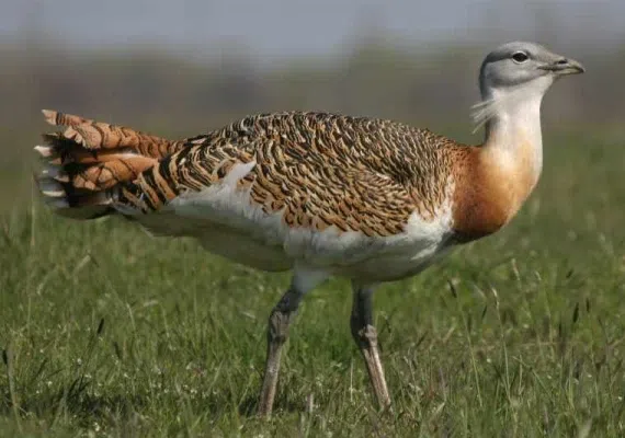 پناهگاه حیات وحش سوتاو