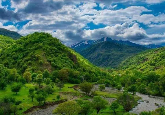 جنگل های پردانان