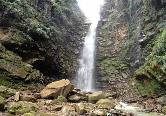 جنگل های پردانان