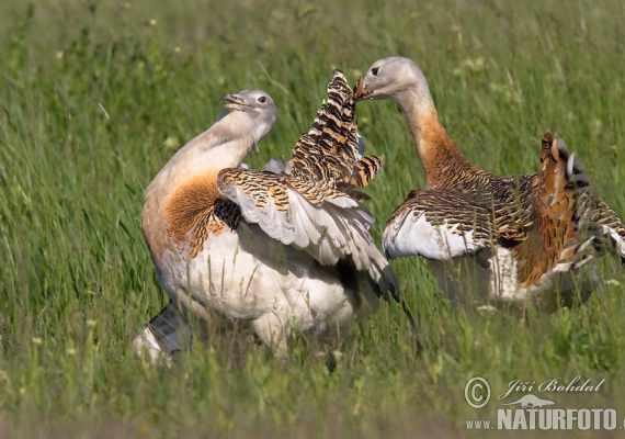 پناهگاه حیات وحش سوتاو