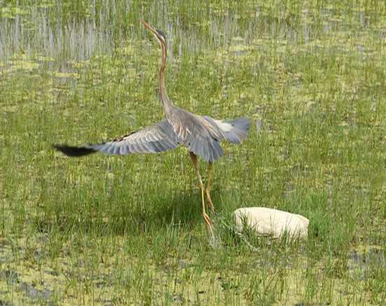 تالاب آق گل ماکو