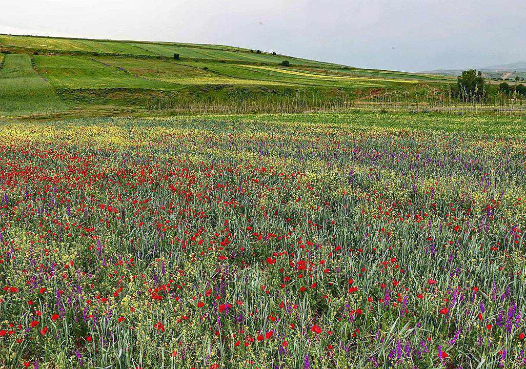 منطقه سردابه