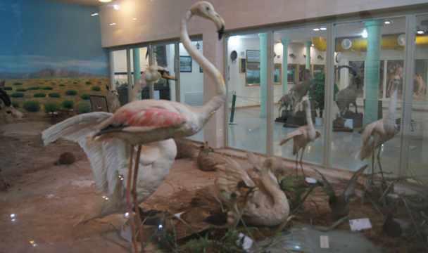 موزه تاریخ طبیعی اردبیل