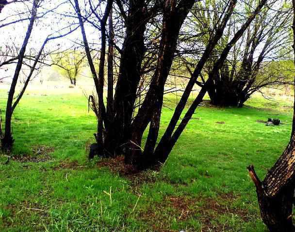 روستای شریف بیگلو