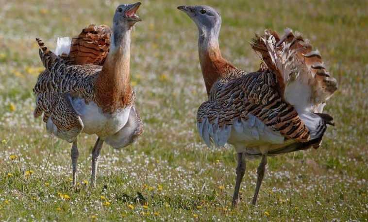 پناهگاه حیات وحش سوتاو