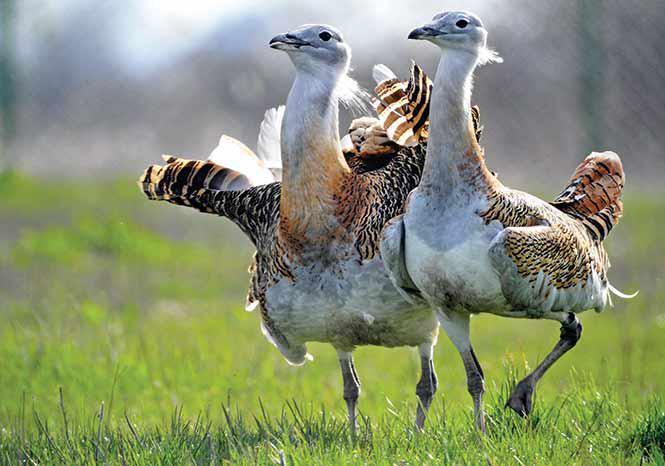 پناهگاه حیات وحش سوتاو