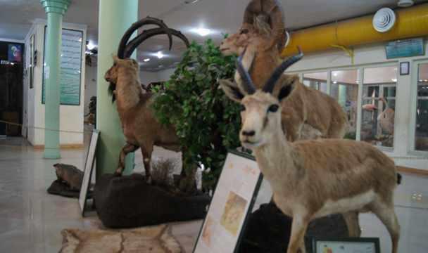 موزه تاریخ طبیعی اردبیل