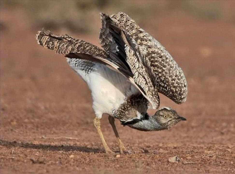 پناهگاه حیات وحش سوتاو