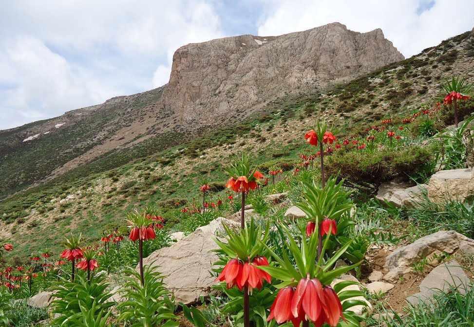 قلات شاه، قه لاتی شای