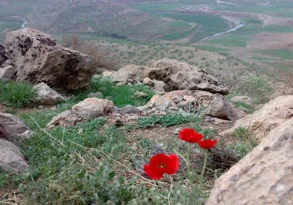 تفرجگاه شوراب