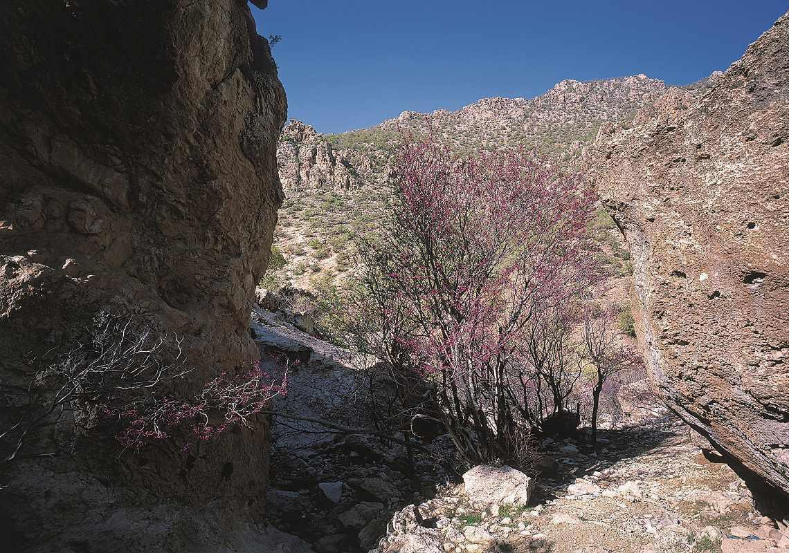 دره ارغوان