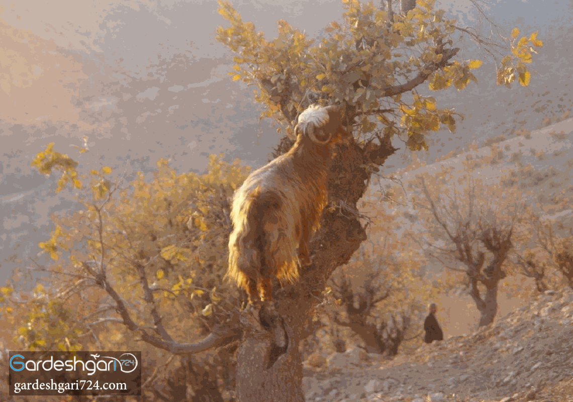 پارک جنگلی چغاسبز