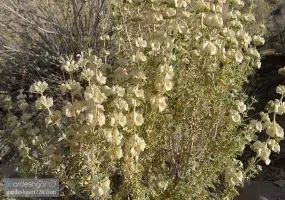 کوه بلند قامت خضر