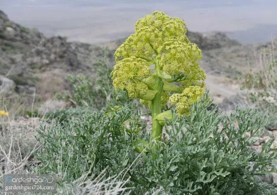 حیات وحش بیرک، زیستگاه پلنگ ایرانی