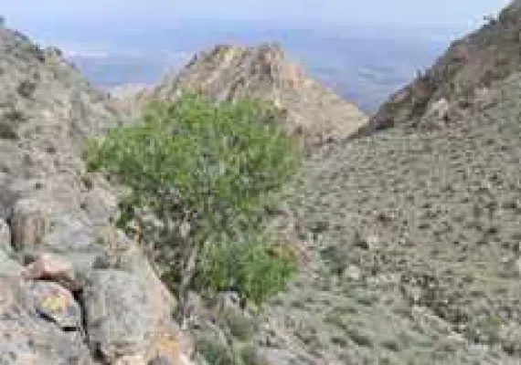 حیات وحش بیرک، زیستگاه پلنگ ایرانی