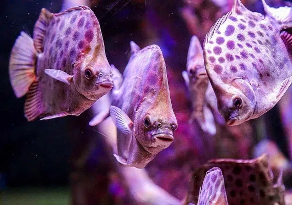 آکواریوم اصفهان